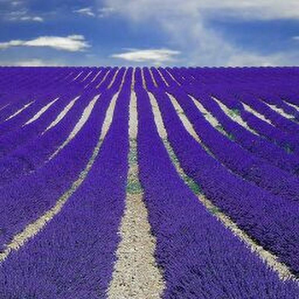 Meet your Posher, Armyqtz